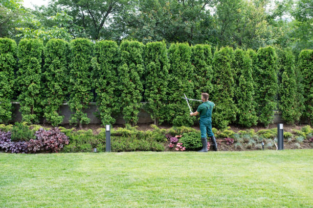 Best Lawn Maintenance Plans  in Two Rivers, WI